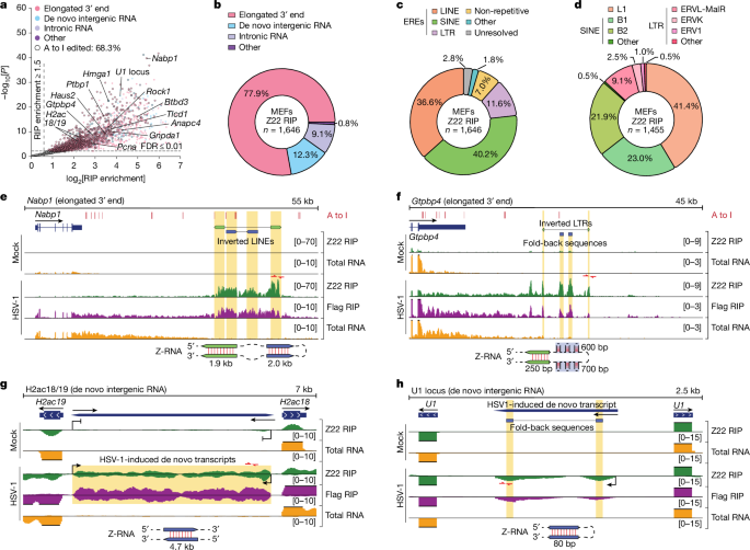 Fig. 2: Host cell Z-RNAs generated during HSV-1 infection arise from aberrant cellular RNA transcripts.