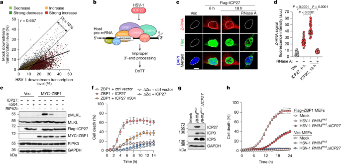 Fig. 3: The HSV-1 protein ICP27 triggers DoTT, Z-RNA formation and ZBP1-dependent cell death.