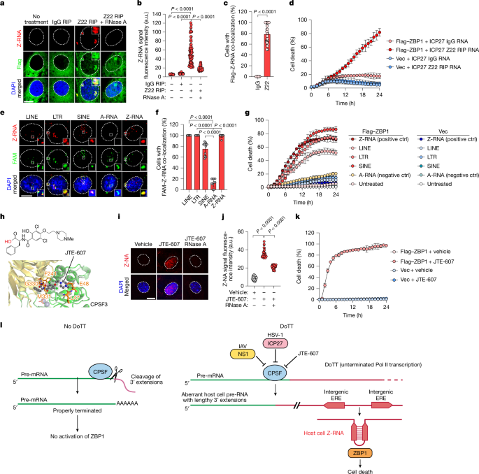 Fig. 5: Host cells Z-RNAs are sufficient ligands for ZBP1.