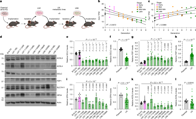 Fig. 1: LN metastatic lines exhibit elevated FSP1 and reduced GCLC, GPX4 and ACSL4 expression.