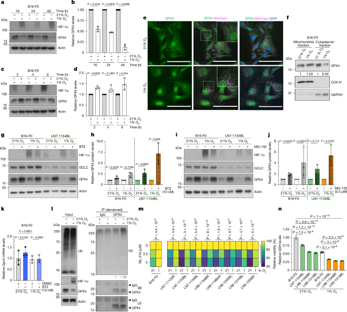 Fig. 3: Oxygen levels regulate GPX4 protein levels and sensitivity to GPX4 inhibition.
