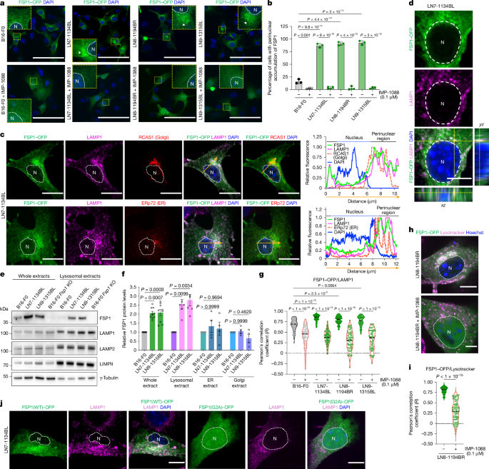 Fig. 4: FSP1 localizes to lysosomes in LN metastatic lines in an N-myristoylation-dependent manner.