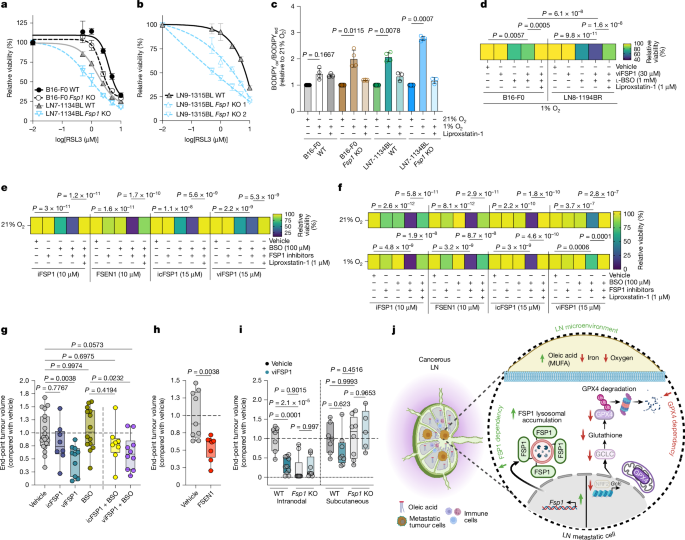 Fig. 5: FSP1 and GCLC inhibition reduces LN metastatic line viability, and FSP1 monotherapy reduces i.n. tumour growth.