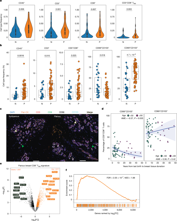 Fig. 1: Parity is associated with a significantly increased T cells in cancer unaffected human breast.