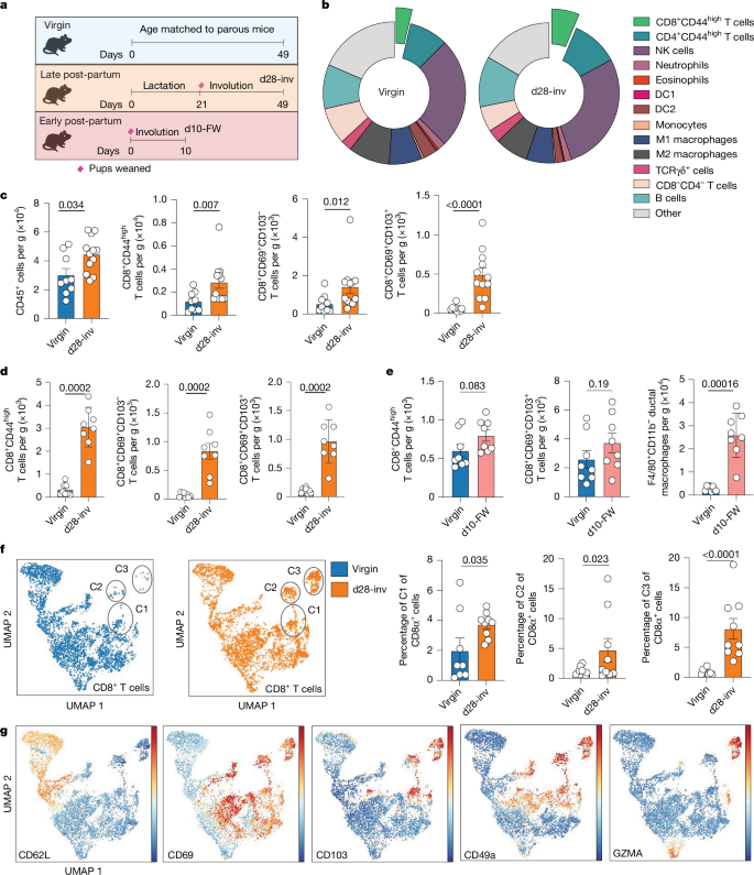 Fig. 2: Complete lactation and involution significantly increased CD8+ T cells in healthy mouse mammary tissue.