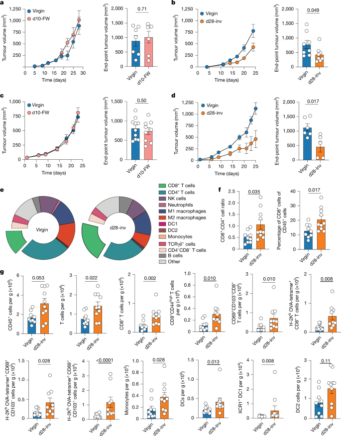 Fig. 3: Lactation and involution restrain tumour growth and are significantly associated with increased mouse mammary CD8+ TILs.