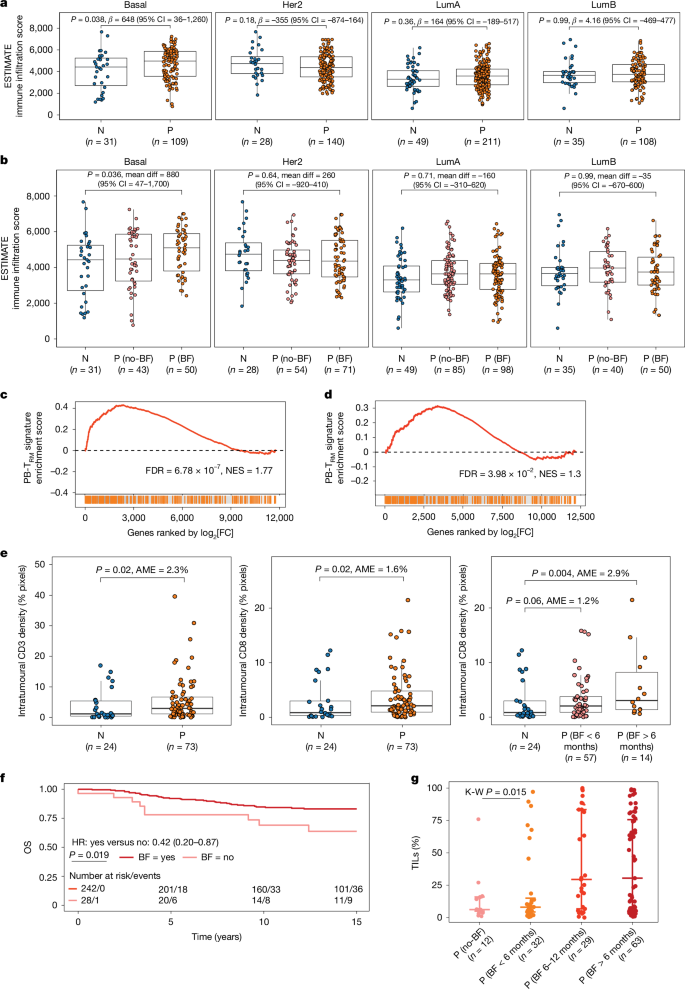 Fig. 5: Parity and breastfeeding are associated with increased TILs in women with primary TNBC.