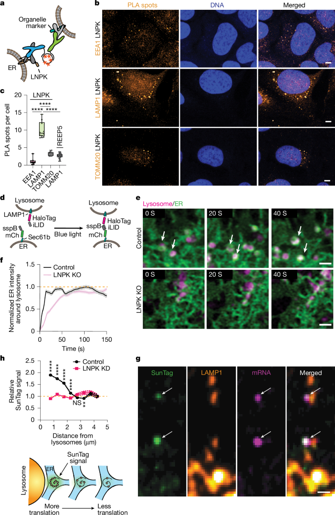 Fig. 4: LNPK-enriched ER junctions recruit lysosomes and boost translation.