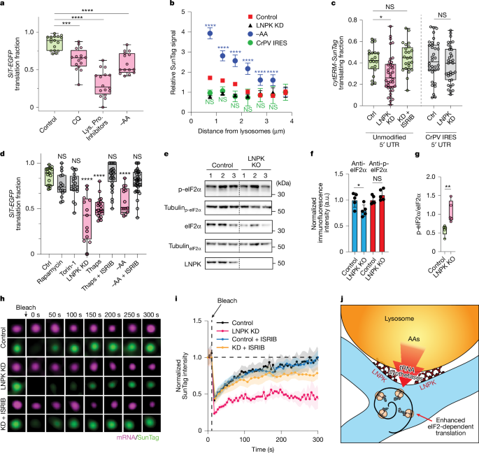 Fig. 5: Lysosome activity and LNPK regulate secretome translation via eIF2.