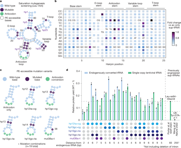 Fig. 2: Identifying prime editing-accessible sup-tRNA mutation combinations.