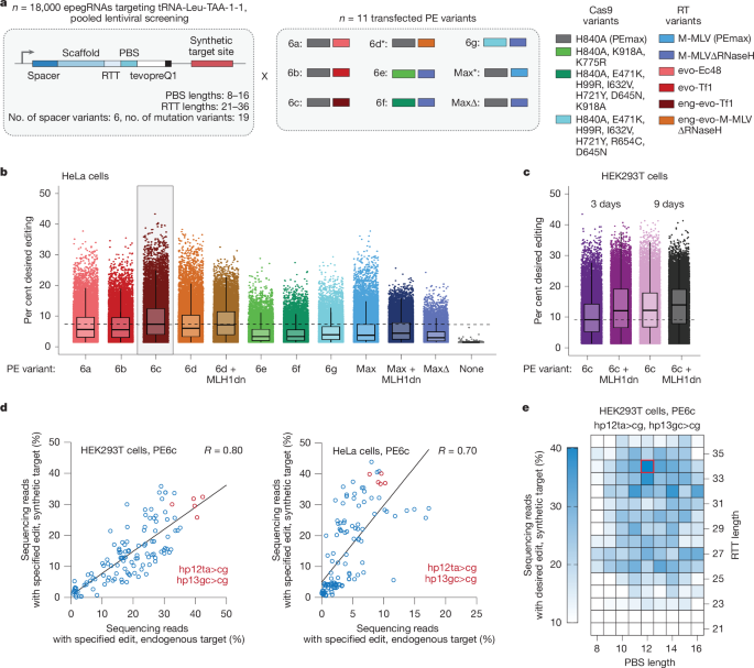 Fig. 3: Optimization of a prime editing strategy for engineered sup-tRNA installation.
