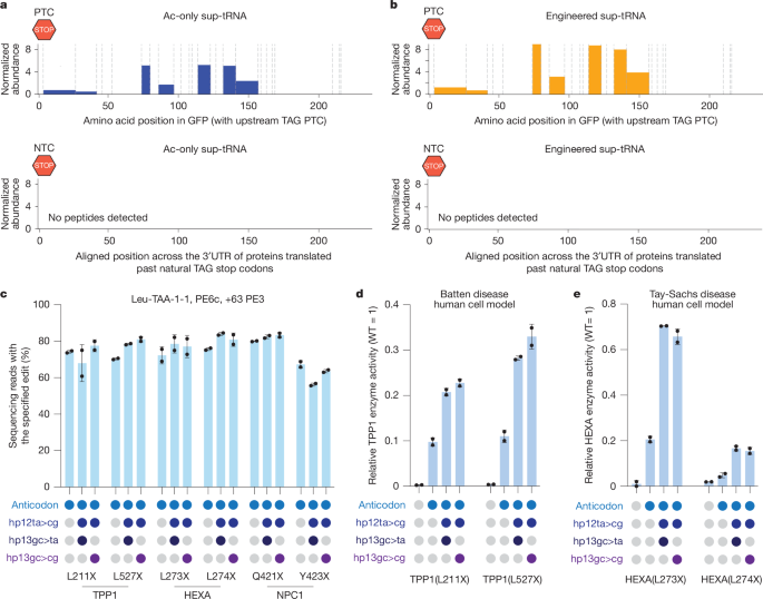 Fig. 4: Prime editing-installed sup-tRNAs can rescue protein expression across diverse disease contexts.