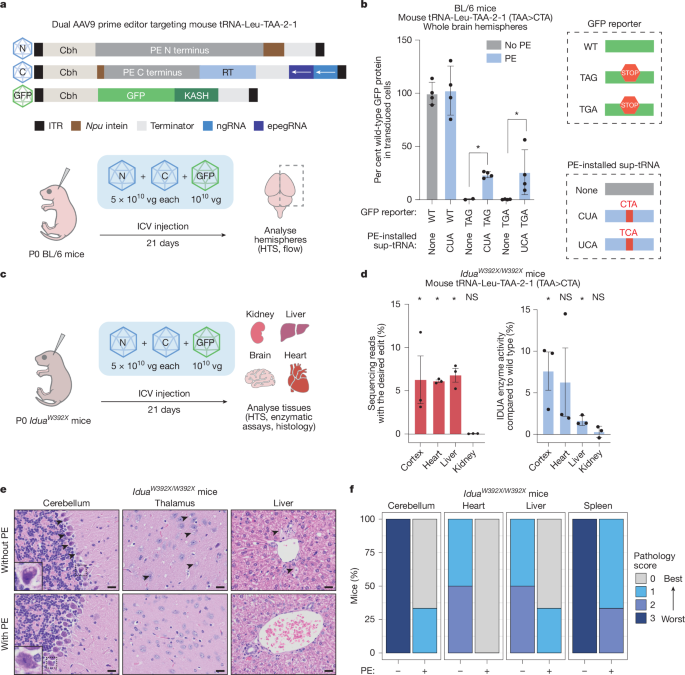 Fig. 5: Prime editing generates functional sup-tRNAs to rescue animal models of disease.
