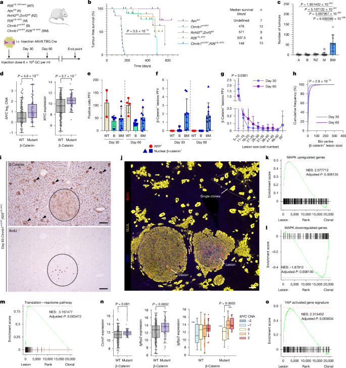 Fig. 1: BM clones form lesions with reduced WNT pathway activation.