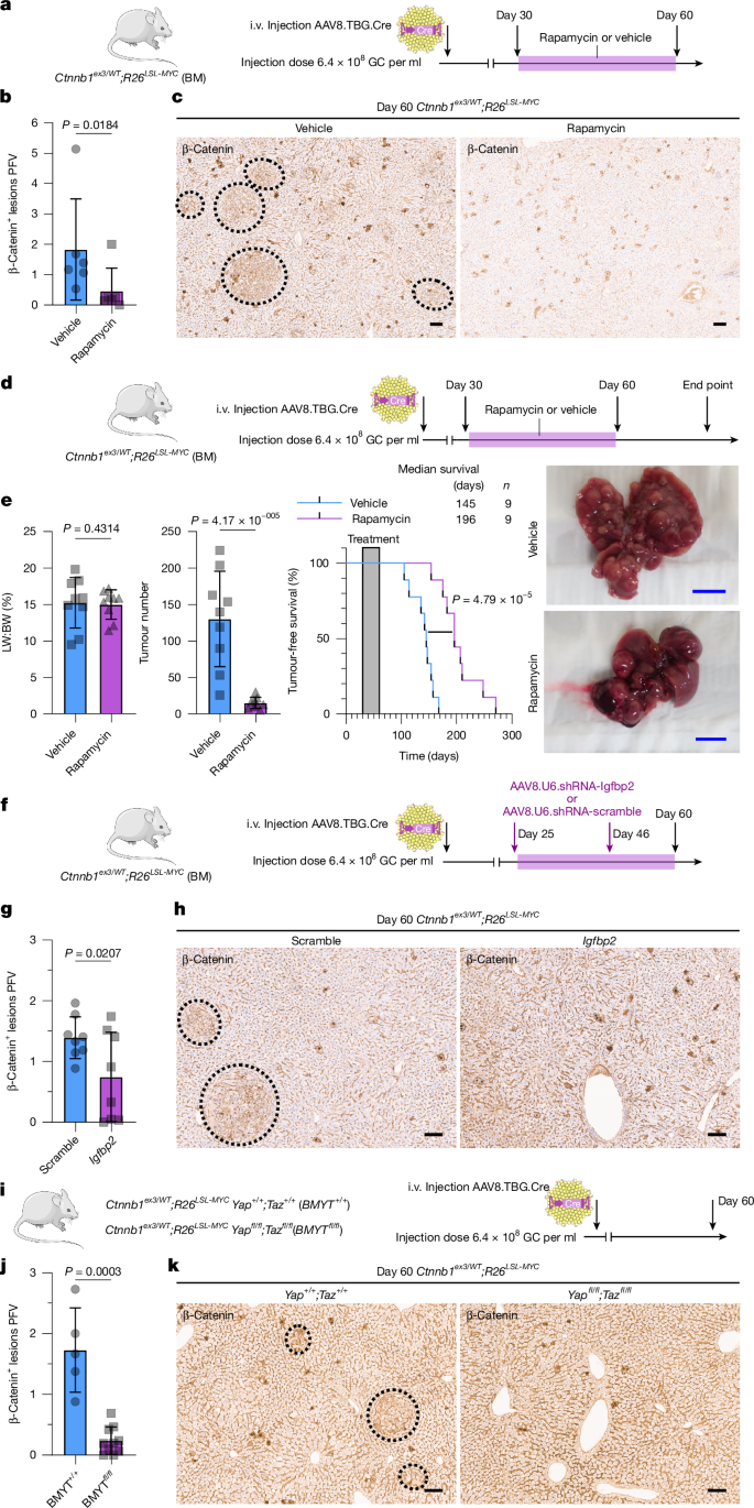 Fig. 2: Early BM lesions reactivate the zone 2-specific IGFBP2–mTOR–CCND1 axis.