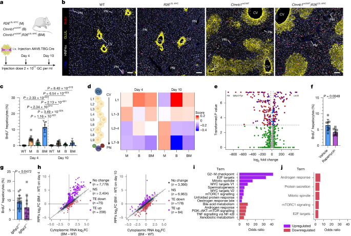 Fig. 3: Acute WNT and MYC activation drives hepatomegaly, via a transient proliferative response in zone 1 and zone 2 hepatocytes, before establishing a pan-lobular zone 3.