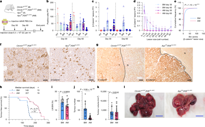 Fig. 5: AM hepatocytes show intense WNT pathway activation but are less tumorigenic.