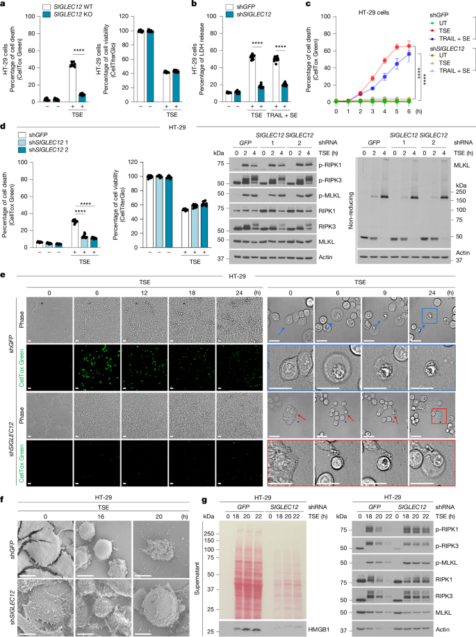 Fig. 2: PMR downstream of MLKL is mediated by SIGLEC12.