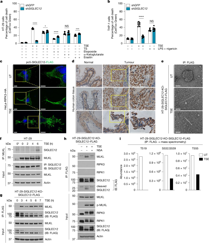 Fig. 3: Regulation of SIGLEC12 during necroptosis.