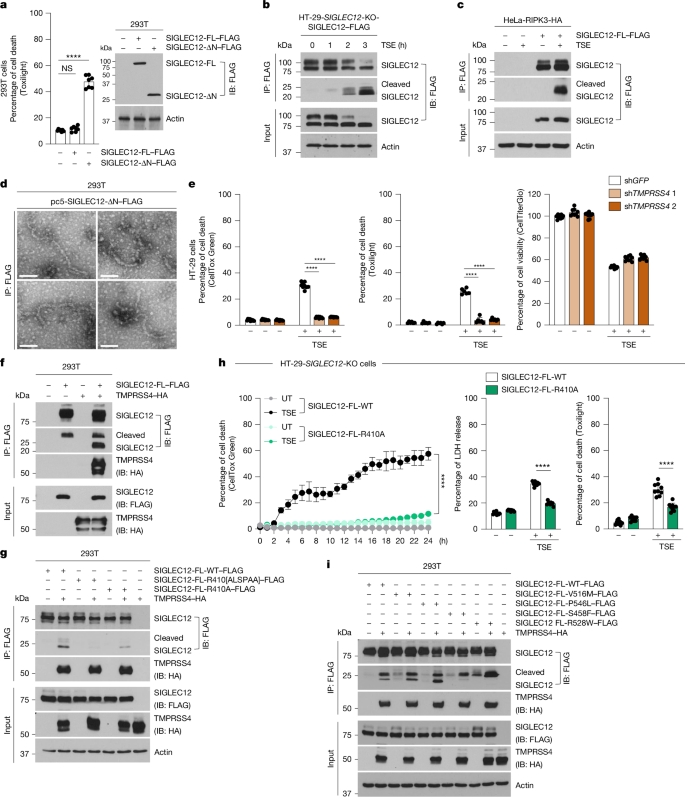 Fig. 4: SIGLEC12 is cleaved by TMPRSS4 to induce PMR during necroptosis.