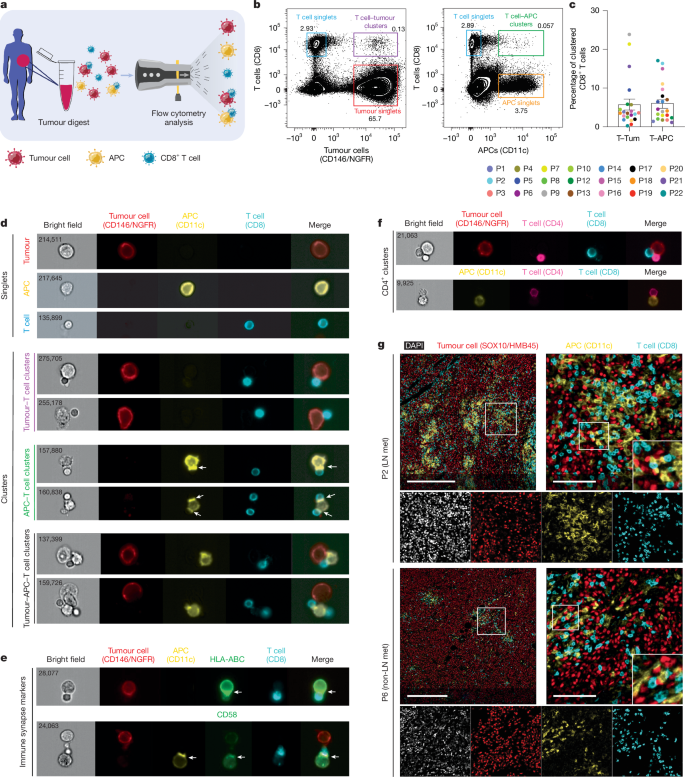Fig. 2: Clinical heterotypic CD8+ T cell clusters.