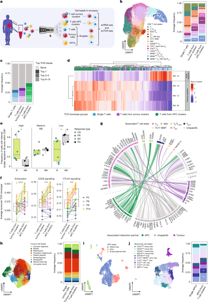 Fig. 3: Tumour-reactive CD8+ T cells from clusters.