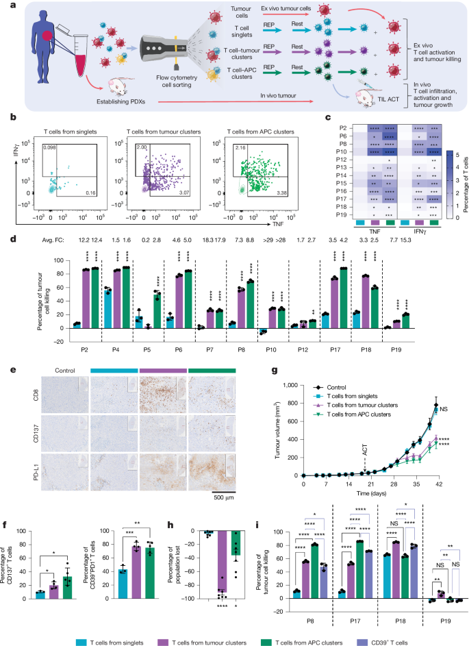 Fig. 4: Enhanced killing by T cells from clusters.
