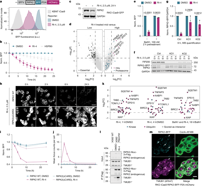 نمودار نشان‌دهنده چگونگی بی‌ثبات‌سازی RIPK2 توسط RI-4.