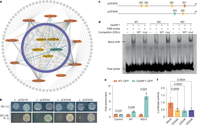 Fig. 2: OsARF1 directly binds to several primary wall cellulose-related promoters.