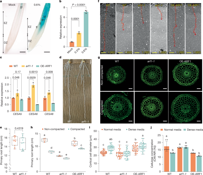 Fig. 3: OsARF1 enhances root penetration in compacted soils.