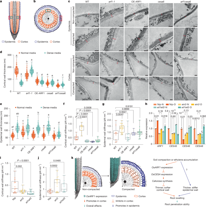 Fig. 4: A thicker epidermis and thinner cortex cell wall model facilitates rice root adaption to compaction.