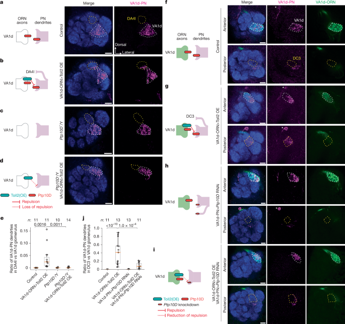 Fig. 3: Toll2–Ptp10D promote trans-cellular repulsive interactions.