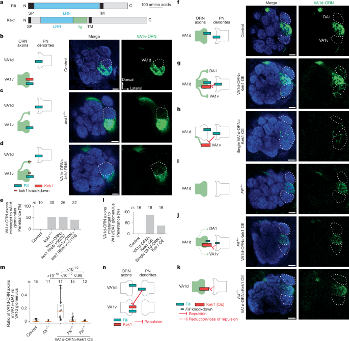 Fig. 4: Repulsive Fili–Kek1 interactions.