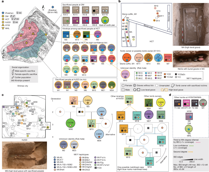 Fig. 4: Kinship and social organization across Shimao societies.