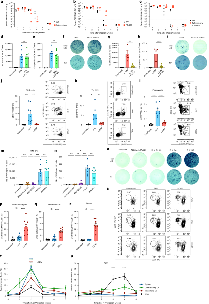 Fig. 2: Intrahepatic humoral responses are locally generated amidst SLO dormancy in strictly hepatotropic but not systemic viral infection.