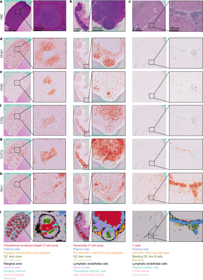 Fig. 3: iHALT lacks segmented compartmentalization of SLOs but contains functional, generative foci of blasting B cells, giving rise to adjacent plasma cells.