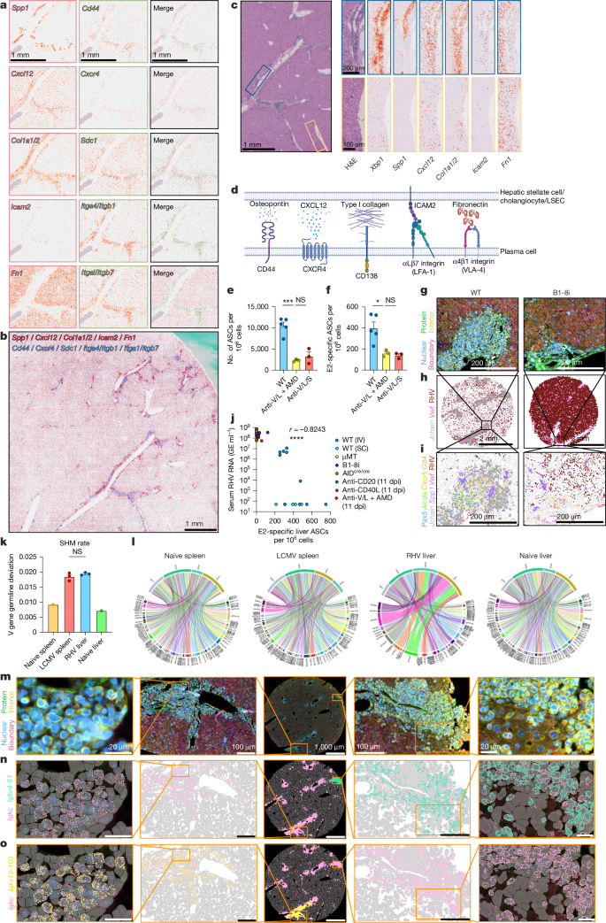 Fig. 4: iHALT-derived plasma cells are locally retained and anatomically oligoclonal.