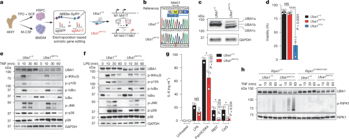 Fig. 1: Base editing Uba1 to model VEXAS in macrophages and HSPCs.