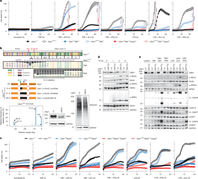 Fig. 2: Uba1M41T/y and Uba1∆Spl/y macrophages undergo aberrant inflammatory cell death.
