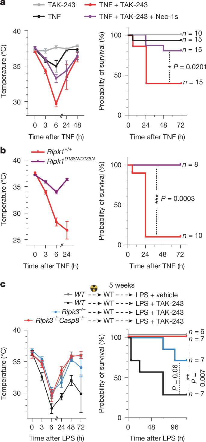 Fig. 3: TAK-243 exacerbates inflammation in a RIPK3–CASP8-dependent manner.