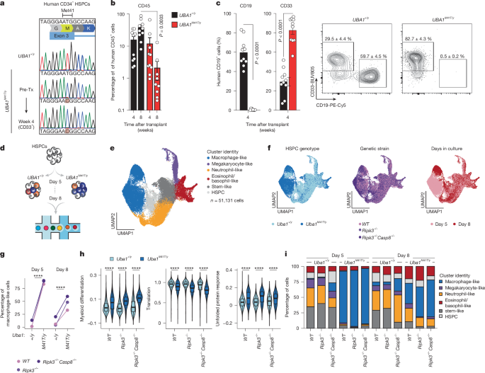 Fig. 4: UBA1-mutation-induced myeloid bias of HSPCs.