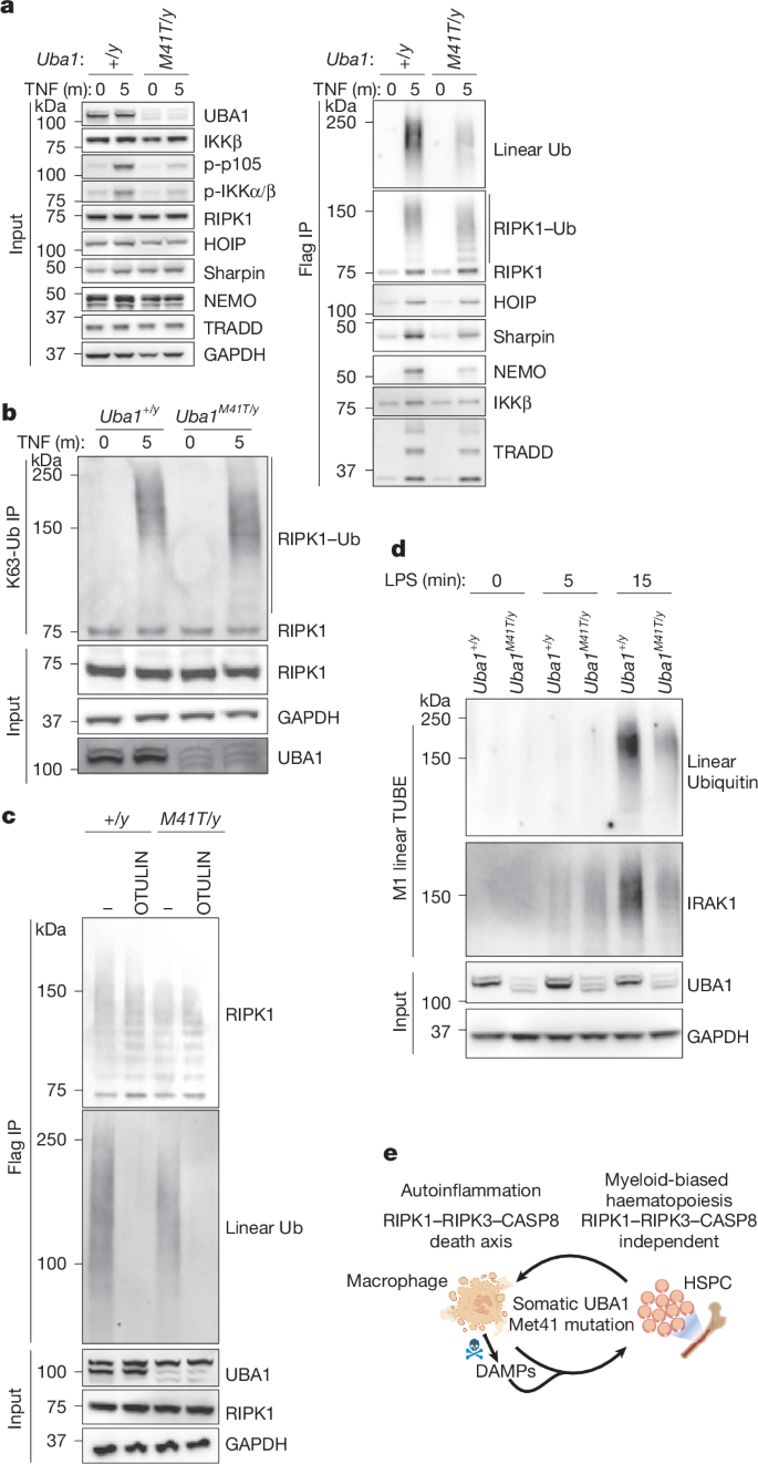 Fig. 5: Uba1 mutation impairs polyubiquitylation of inflammatory signalling complexes.