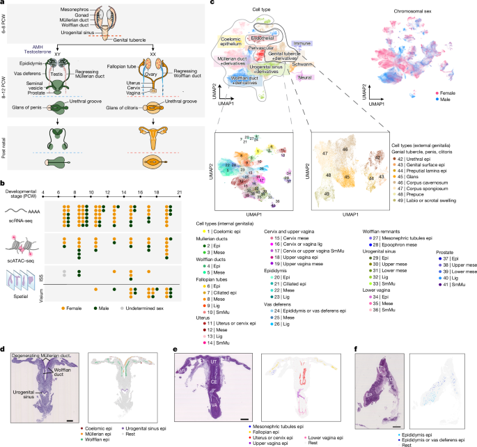 Fig. 1: Single-cell resolved spatiotemporal atlas.