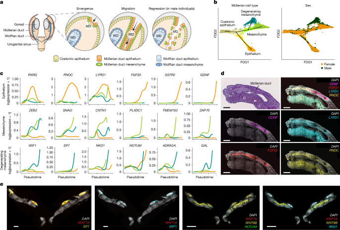 Fig. 2: Müllerian ontology, migration and regression.