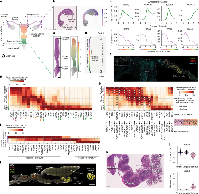 Fig. 3: Müllerian and Wolffian patterning.