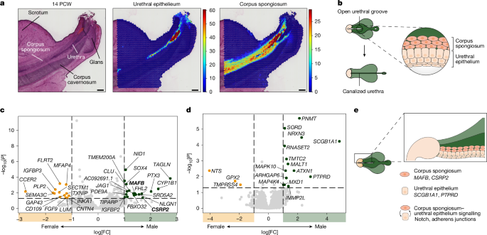 Fig. 4: Sexual dimorphism in the genital tubercle.