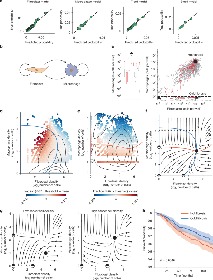 Fig. 3: OSDR reconstructs breast cancer fibroblast and macrophage dynamics in agreement with in vitro experiments.