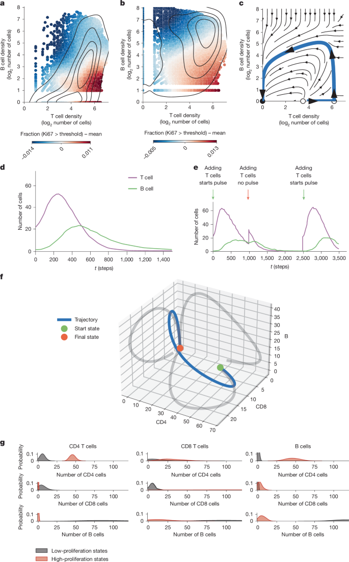 Fig. 4: OSDR infers a pulse-generating excitable circuit of T and B cells in the breast cancer microenvironment.