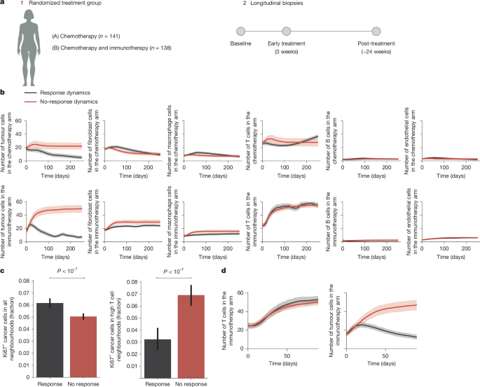 Fig. 5: OSDR predicts the collapse of the tumour cell population in responders based on early-treatment biopsies.