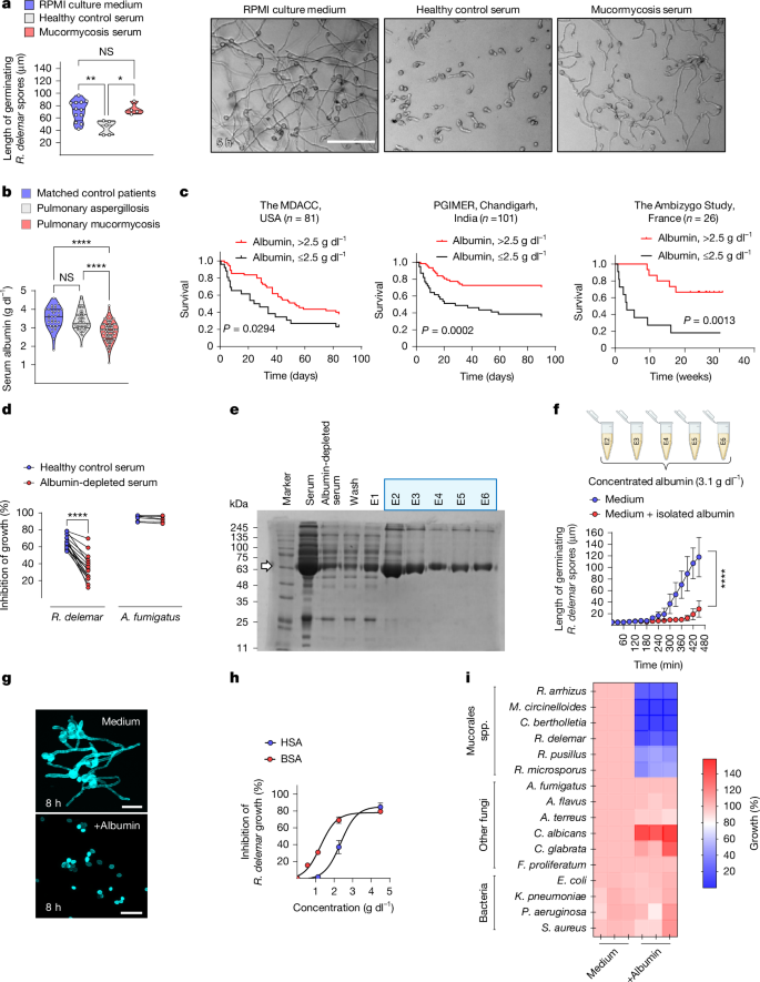 Fig. 1: Selective antifungal activity of albumin against Mucorales.